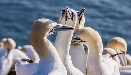 英格兰女足队员发挥卓越，连续六场不败，英格兰女足超级联赛