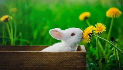 深圳佳兆业迎战广州恒大，胜负之争谁将称霸赛场？，深圳佳兆业和广州恒大直播